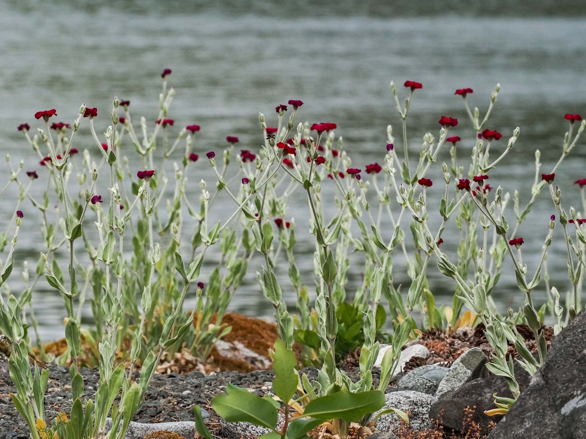 Rose Campion! No, we did not plant these Rose Campion! They just seem to thrive on no water and general neglect.  Canada,Geotagged,Rose Campion,Silene coronaria,Spring