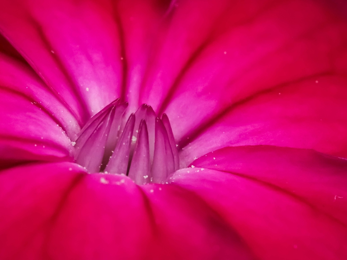 Rose Campion, a close up! They are an interesting flower! Canada,Geotagged,Rose Campion,Silene coronaria,Spring