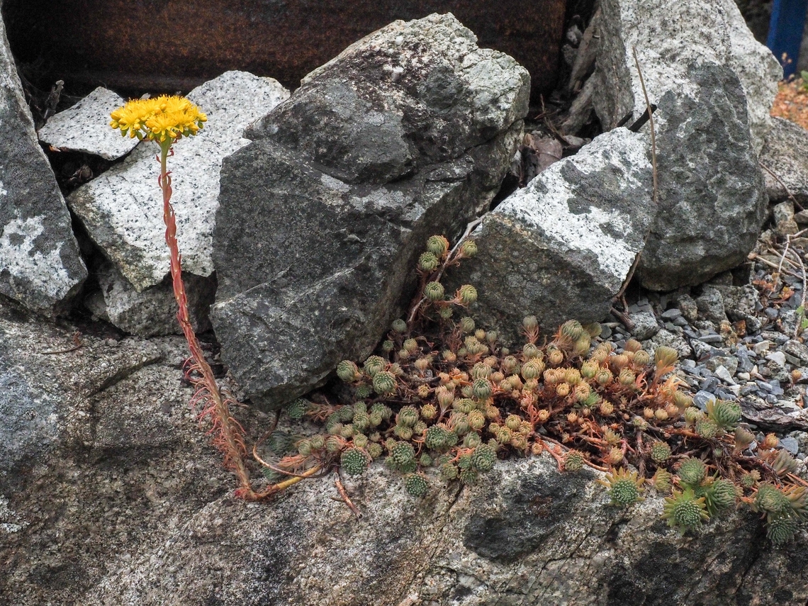Rock Stonecrop! Living up to its common name! Canada,Geotagged,Petrosedum forsterianum,Rock stonecrop,Spring
