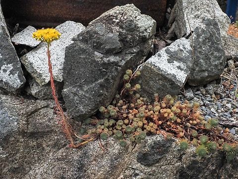 Rock Stonecrop! Living up to its common name! Canada,Geotagged,Petrosedum forsterianum,Rock stonecrop,Spring