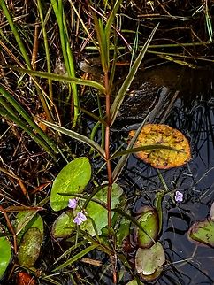 Marsh Speedwell. I was attracted by the very small flowers which I had not noticed at this beaver pond despite visiting it many times.                               
https://www.jungledragon.com/image/169671/the_flowers_of_the_marsh_speedwell.html Canada,Geotagged,Spring,Veronica scutellata