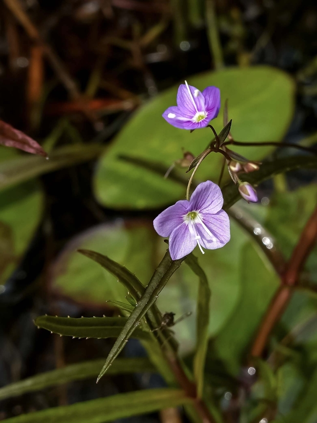 The Flowers of the Marsh Speedwell. Very pretty small flowers that are easily missed.                                Canada,Geotagged,Spring,Veronica scutellata