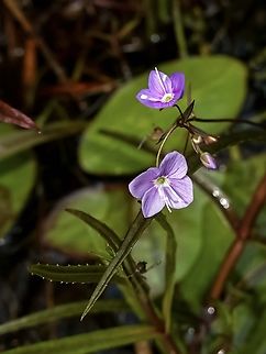The Flowers of the Marsh Speedwell. Very pretty small flowers that are easily missed.                                Canada,Geotagged,Spring,Veronica scutellata