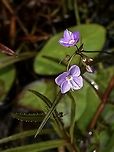 The Flowers of the Marsh Speedwell. Very pretty small flowers that are easily missed.                                Canada,Geotagged,Spring,Veronica scutellata