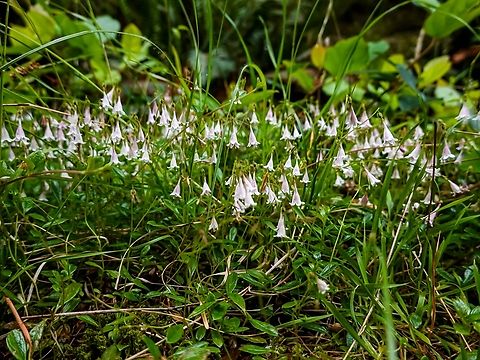 The Fragrant Twinflower! You actually smell them before you see them! Canada,Geotagged,Linnaea borealis,Summer,Twinflower