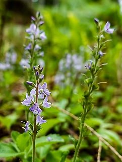 Another Speedwell, Veronica serpyllifolia! A new one to me, seen on a walk in the forest on an old logging road. Canada,Geotagged,Summer,Thyme-leaved Speedwell,Veronica serpyllifolia