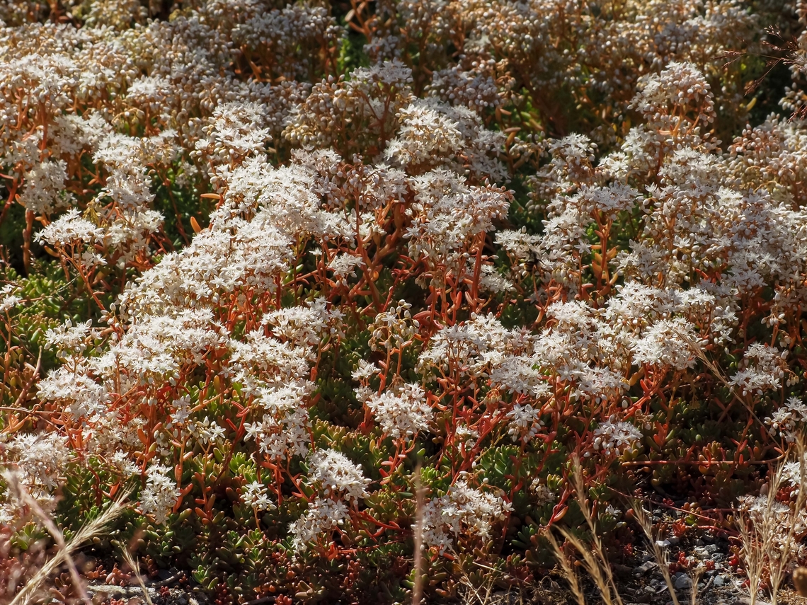 A Profuse Display of White Stonecrop! It has definitely found its niche! Stonecrop is fortunate as the local deer do not eat it. Lucky for the stonecrops.  Canada,Geotagged,Sedum album,Summer,White stonecrop