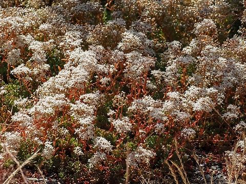 A Profuse Display of White Stonecrop! It has definitely found its niche! Stonecrop is fortunate as the local deer do not eat it. Lucky for the stonecrops.  Canada,Geotagged,Sedum album,Summer,White stonecrop