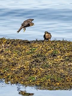 A Pair of Young Merlin! We get the impression it is about time these young ones find their own territory. They and the adults are quite noisy at this time of year. Canada,Falco columbarius,Geotagged,Merlin,Summer