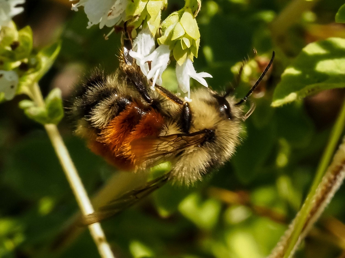 A Black-tailed Bumblebee! One of many enjoying the profusion of oregano blossoms. Black-tailed Bumble Bee,Bombus melanopygus,Canada,Geotagged,Summer