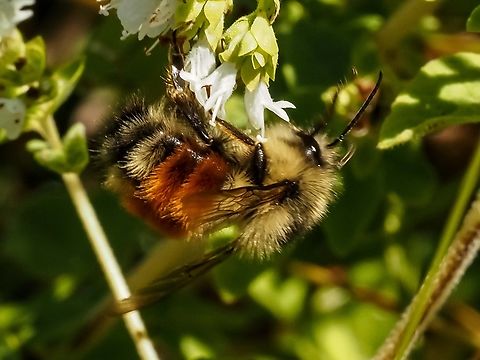 A Black-tailed Bumblebee! One of many enjoying the profusion of oregano blossoms. Black-tailed Bumble Bee,Bombus melanopygus,Canada,Geotagged,Summer