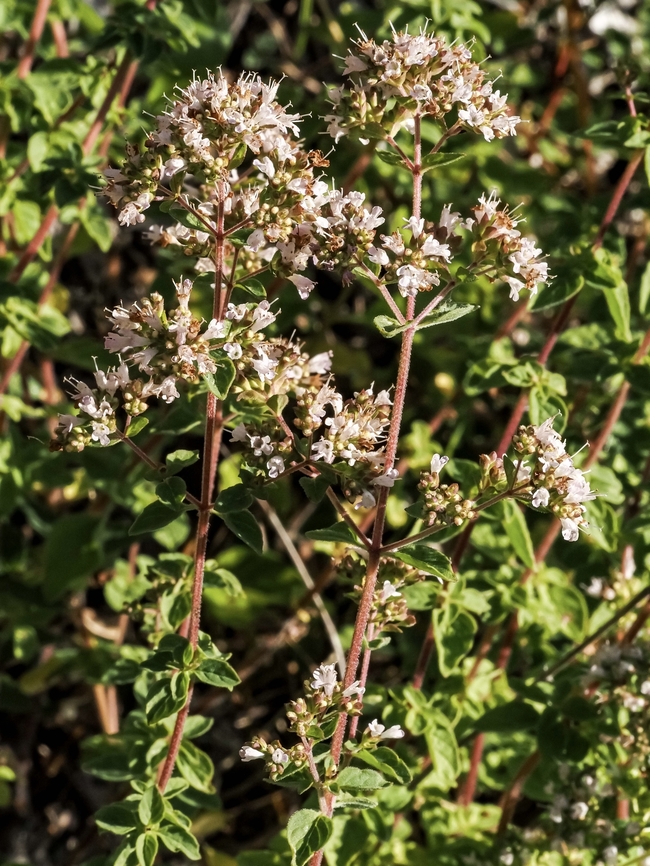 A Patch of Oregano! I did not realize this patch of plants was oregano. What attracted me to the plants were the many bumblebees on the blossoms.<br />
<figure class="photo"><a href="https://www.jungledragon.com/image/170443/a_black-tailed_bumblebee.html" title="A Black-tailed Bumblebee!"><img src="https://s3.amazonaws.com/media.jungledragon.com/images/2839/170443_thumb.jpeg?AWSAccessKeyId=05GMT0V3GWVNE7GGM1R2&Expires=1759968010&Signature=uP7h%2FaDAagcTxG5qkmxTFRePtN8%3D" width="200" height="152" alt="A Black-tailed Bumblebee! One of many enjoying the profusion of oregano blossoms. Black-tailed Bumble Bee,Bombus melanopygus,Canada,Geotagged,Summer" /></a></figure> Canada,Geotagged,Oregano,Origanum vulgare,Summer