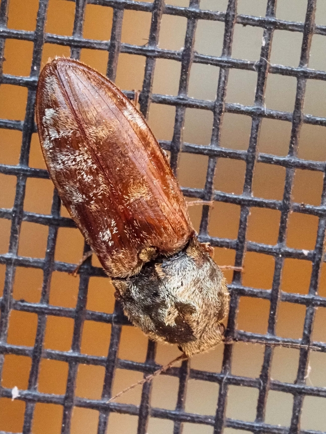 Is This Bug A Prosternon bombycinum? As you can see this fella was on our back screen door. <br />
<a href="https://www.inaturalist.org/taxa/456412-Prosternon-bombycinum" rel="nofollow">https://www.inaturalist.org/taxa/456412-Prosternon-bombycinum</a> Canada,Geotagged,Prosternon bombycinum,Summer