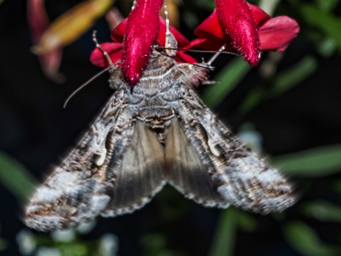A Looper Moth Enjoying Our Salvia “Hotlips”! Hard to photograph when it&rsquo;s dark and the flash sinc is only 1/250s! The moth continually moving did not help! Alfalfa Looper,Autographa californica,Canada,Geotagged,Summer