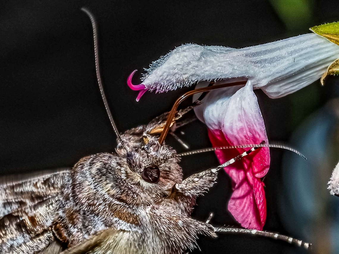 Yummy! The busy proboscis of the Alfalfa Looper at our Salvia &ldquo;Hotlips&rdquo;!<br />
<figure class="photo"><a href="https://www.jungledragon.com/image/170825/a_looper_moth_enjoying_our_salvia_hotlips.html" title="A Looper Moth Enjoying Our Salvia &ldquo;Hotlips&rdquo;!"><img src="https://s3.amazonaws.com/media.jungledragon.com/images/2839/170825_thumb.jpeg?AWSAccessKeyId=05GMT0V3GWVNE7GGM1R2&Expires=1759968010&Signature=WSFBL7vNTniSqTme5PmE%2Fc6%2Bqu8%3D" width="200" height="150" alt="A Looper Moth Enjoying Our Salvia &ldquo;Hotlips&rdquo;! Hard to photograph when it&rsquo;s dark and the flash sinc is only 1/250s! The moth continually moving did not help! Alfalfa Looper,Autographa californica,Canada,Geotagged,Summer" /></a></figure> Alfalfa Looper,Autographa californica,Canada,Geotagged,Summer