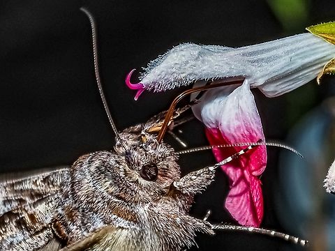 Yummy! The busy proboscis of the Alfalfa Looper at our Salvia “Hotlips”!
https://www.jungledragon.com/image/170825/a_looper_moth_enjoying_our_salvia_hotlips.html Alfalfa Looper,Autographa californica,Canada,Geotagged,Summer