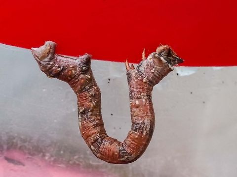 Anavitrinella pampinaria larva? A guess by me! Any other suggestions? Anavitrinella pampinaria,Canada,Common gray,Geotagged,Summer