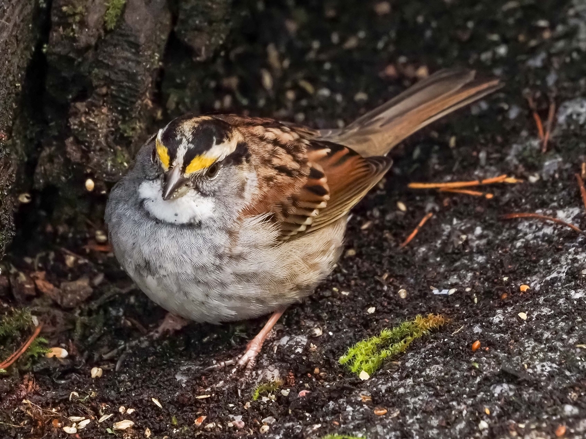 A White-throated Sparrow! A very infrequent visitor to Cortes Island. A resident birder said in all the time he&rsquo;s been on Cortes (50 years) he has seen three!  Canada,Fall,Geotagged,White-throated sparrow,Zonotrichia albicollis