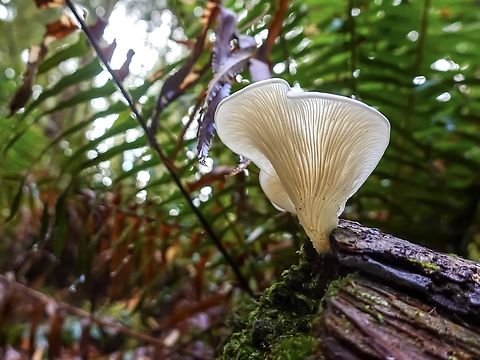 An Angel Wing! Found on a walk in the forest. It stood out because it was just so white.                    Angel wing,Canada,Fall,Geotagged,Pleurocybella porrigens