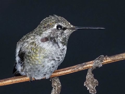 An Immature Male Anna’s. He’s keeping an eye on “his” territory! Annas hummingbird,Calypte anna,Canada,Fall,Geotagged