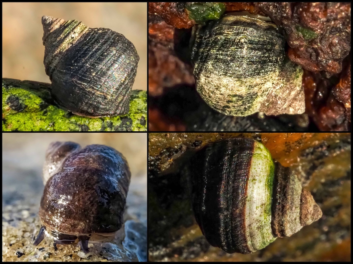 Sitka Periwinkles, Littorina sitkana! This intertidal periwinkle displays colour polymorphism. Canada,Geotagged,Littorina sitkana