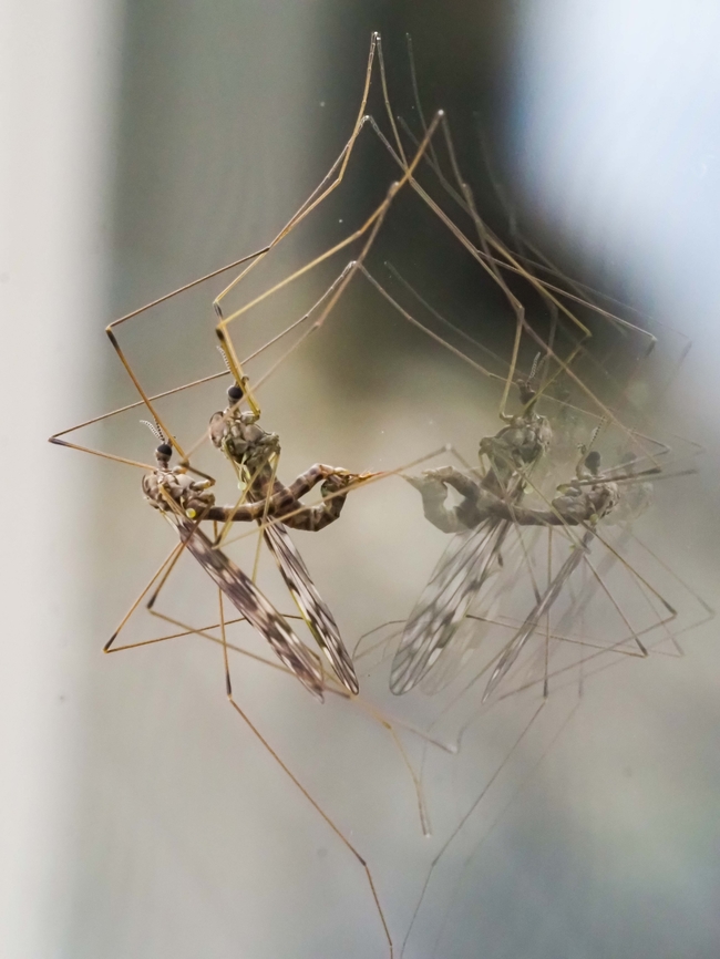 Once Limonia marmorata, now Dicranomyia marmorata! There has been a &ldquo;Taxonomic Change&rdquo;! This is the second time I have seen these Crane Flies on our front window. The other time was a few years ago.  Canada,Fall,Geotagged,Limonia marmorata