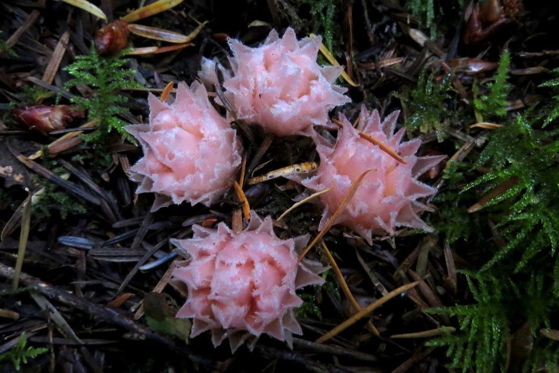 Gnome Plant This specimen was right beside the road and close to eye level. The pink colour stood out from the dark background. A lucky find! Canada,Geotagged,Gnome plant,Hemitomes congestum,Summer