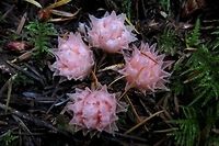Gnome Plant This specimen was right beside the road and close to eye level. The pink colour stood out from the dark background. A lucky find! Canada,Geotagged,Gnome plant,Hemitomes congestum,Summer