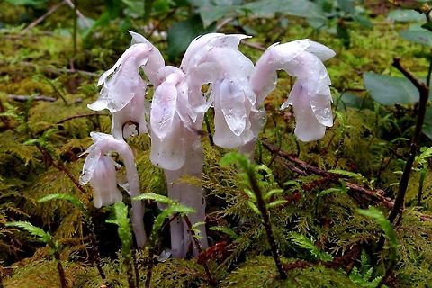 Indian Pipe These striking plants seem to popping out of the ground all over Cortes Island after a week of rainy weather. Canada,Geotagged,Ghost Plant,Monotropa uniflora,Summer