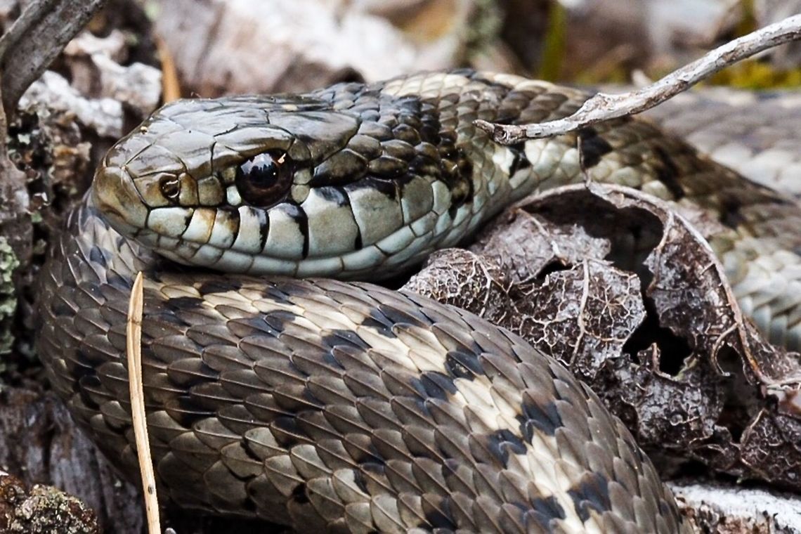 Western Terrestrial (Wandering) Garter Snake (Thamnophis elegans vagrans) One of at least two yearly residents on our property. This is the larger of the two- a female? Canada,Geotagged,Spring,Thamnophis elegans,Western terrestrial garter snake