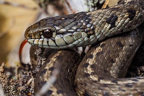 Western Terrestrial (Wandering) Garter Snake (Thamnophis elegans vagrans) This fellow is the smaller of our at least two resident snakes- a male? Canada,Geotagged,Spring,Thamnophis elegans,Western terrestrial garter snake
