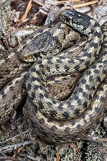 Western Terrestrial (Wandering) Garter Snake (Thamnophis elegans vagrans) These two snakes when not basking in the sun are often times seen in the ocean searching for food. Canada,Geotagged,Spring,Thamnophis elegans,Western terrestrial garter snake