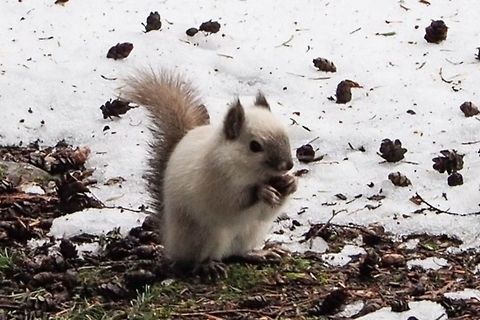 Douglas Squirrel ((Tamiasciurus douglasii) This "Siamese" squirrel has a genetic defect. It is a temperature sensitive mutation where the melanin breaks down in body areas that are warmer. There has been another documented case of this mutation on Cortes Island in 1980. Canada,Douglas squirrel,Geotagged,Tamiasciurus douglasii,Winter