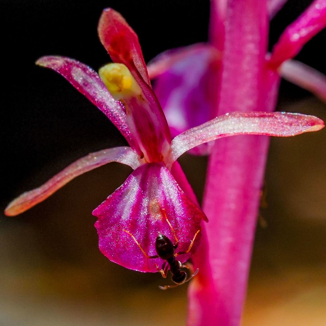 Pacific Coralroot (Corallarhiza mertensiana) It seems that I was not the only animal interested in this wild orchid&#039;s blossom. Canada,Corallorhiza mertensiana,Geotagged,Pacific coralroot,Spring