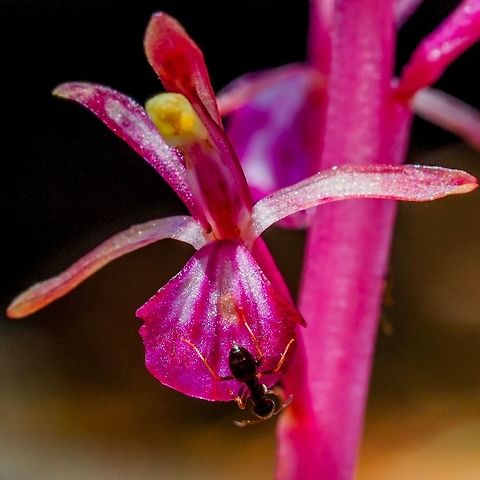 Pacific Coralroot (Corallarhiza mertensiana) It seems that I was not the only animal interested in this wild orchid's blossom. Canada,Corallorhiza mertensiana,Geotagged,Pacific coralroot,Spring