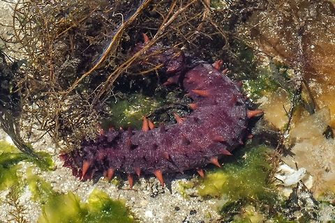 Parastichopus californicus This fellow was found just submerged at a very low tide.  Canada,Geotagged,Giant California sea cucumber,Parastichopus californicus,Spring