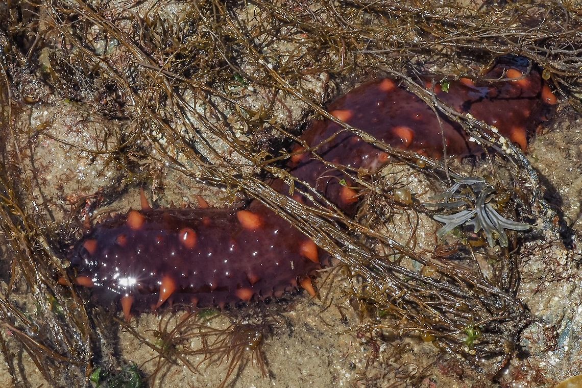Parastichicopus californicus This fellow was a giant at a half a meter long! Another great find at an extreme low tide. Canada,Geotagged,Giant California sea cucumber,Parastichopus californicus,Spring