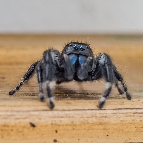 A frontal view of a "Johnson Jumper" (Phidippus johnsoni) The bright teal chelicerae give him away. Canada,Geotagged,Phidippus johnsoni,Red-backed jumping spider,Spring