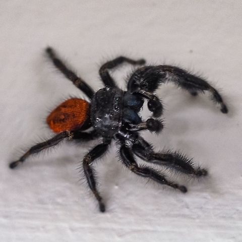 A male Johnson Jumper (Phidippus johnsoni) This handsome fellow, a male from his all red back, was wandering around our bedroom walls looking for dinner. He was quite big at around 2 cm. Rather formidable close up! Canada,Geotagged,Phidippus johnsoni,Red-backed jumping spider,Spring