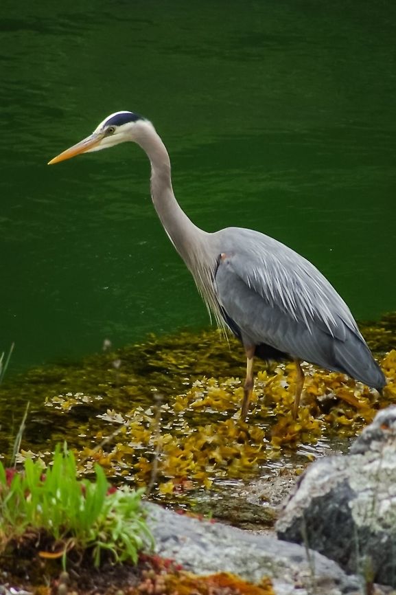 A Great blue heron (Ardea herodias) A GBH going about it's business and looking for lunch. Ardea herodias,Canada,Geotagged,Great blue heron,Spring