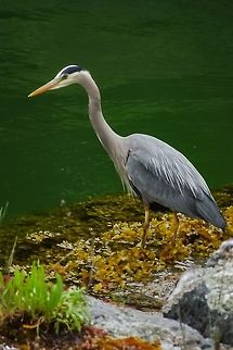 A Great blue heron (Ardea herodias) A GBH going about it's business and looking for lunch. Ardea herodias,Canada,Geotagged,Great blue heron,Spring