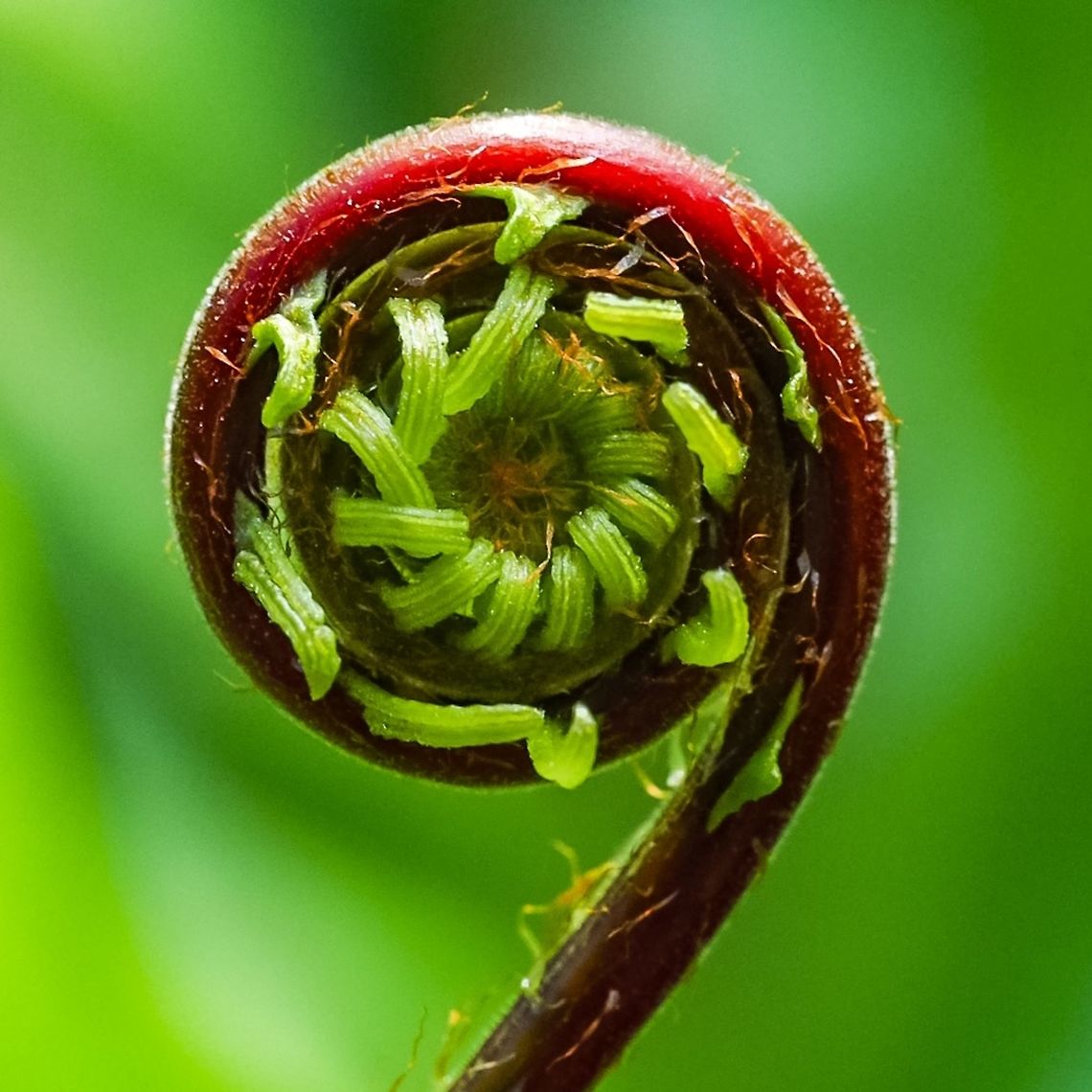 Deer Fern (Blechnum spicant) The unfurling of the leaf or frond in Spring is lovely to watch! Blechnum spicant,Canada,Deer fern,Geotagged,Spring