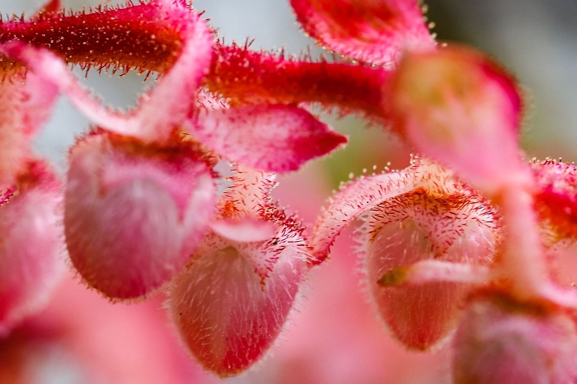 Salal (Gaultheria shallon) These very pink Salal blossoms were in the shade. They are hairy and sticky. Lovely to see.  Canada,Gaultheria shallon,Geotagged,Spring