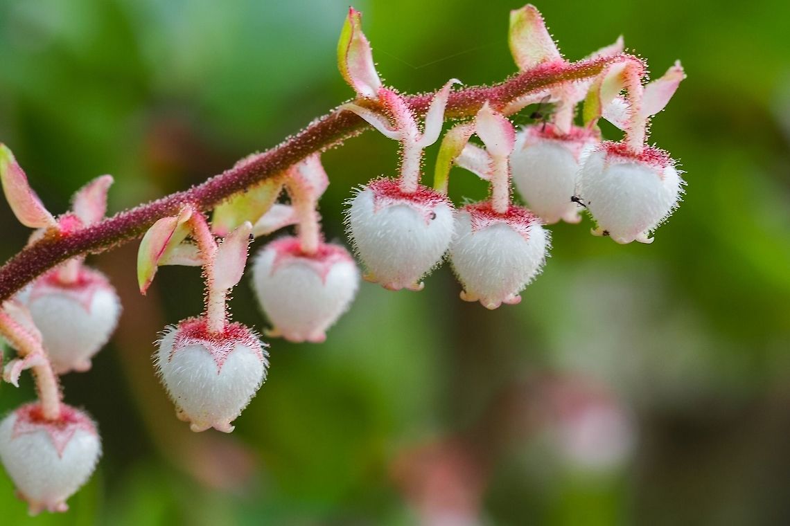 Salal (Gaultheria shallon) I am attributing the cool, wet spring for the profuse Salal blossoms this year. These blossoms are hairy and sticky, clinging to your clothes when you walk through these bushes at this time of year. Canada,Gaultheria shallon,Geotagged,Spring