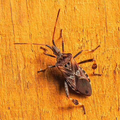 A Western Conifer Seed Bug  A visitor while at Pillar Lake, B.C.




 Canada,Geotagged,Leptoglossus occidentalis,Summer,Western conifer seed bug