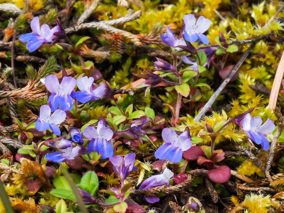 Small-flowered blue-eyed Mary OLYMPUS DIGITAL CAMERA Canada,Collinsia parviflora,Geotagged,Spring