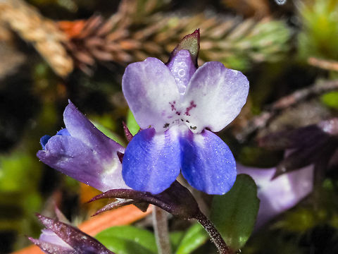 Small-flowered blue-eyed Mary OLYMPUS DIGITAL CAMERA Canada,Collinsia parviflora,Geotagged,Spring