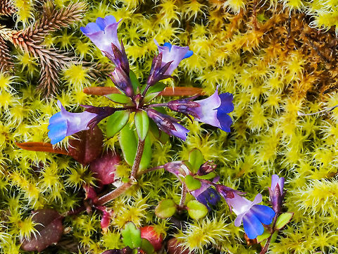 Small-flowered blue-eyed Mary OLYMPUS DIGITAL CAMERA Canada,Collinsia parviflora,Geotagged,Spring