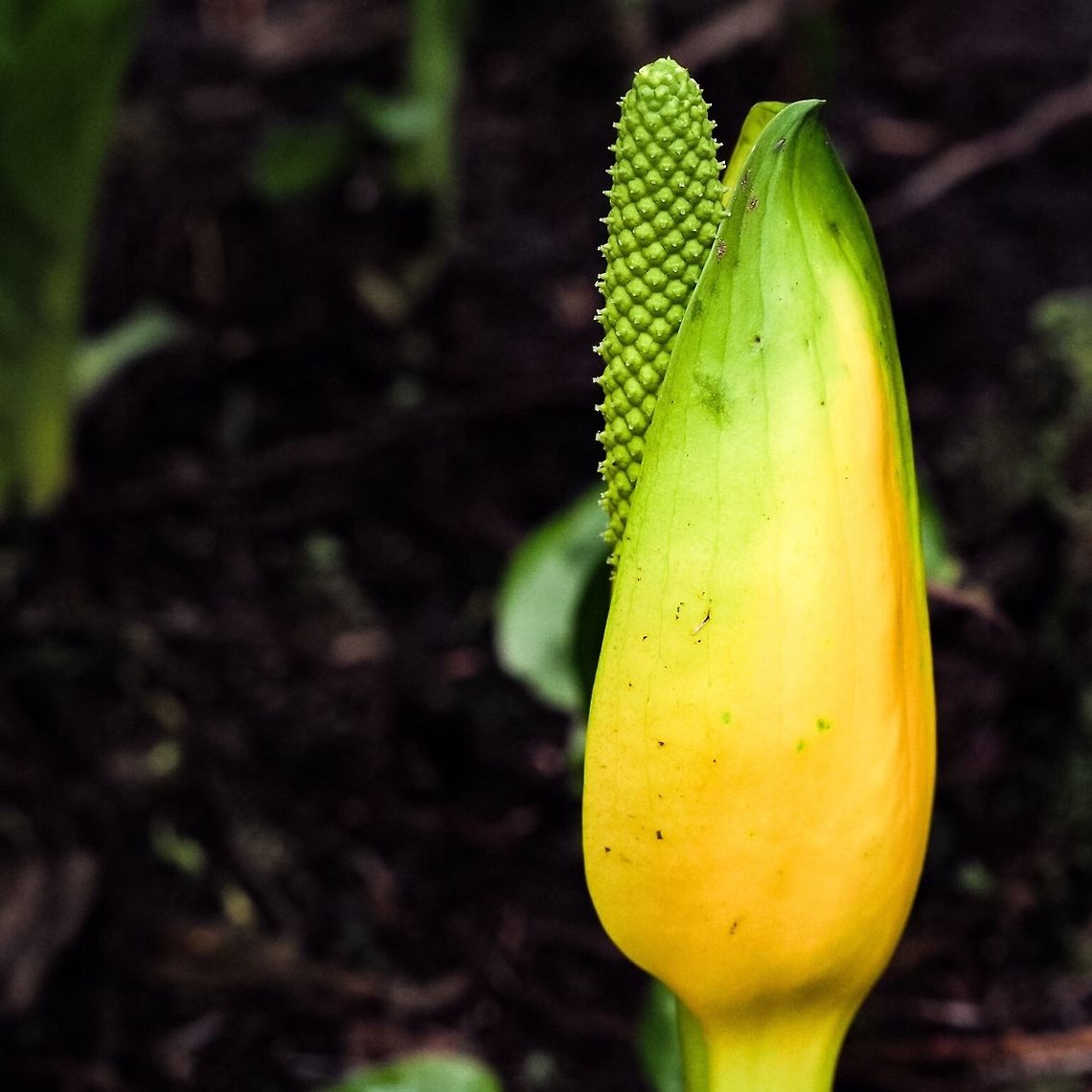 Western Skunk cabbage After getting past the odour which isn&rsquo;t really all that bad they are a lovely sign of spring Lysichiton americanus,Western skunk cabbage