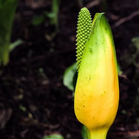 Western Skunk cabbage After getting past the odour which isn’t really all that bad they are a lovely sign of spring Lysichiton americanus,Western skunk cabbage